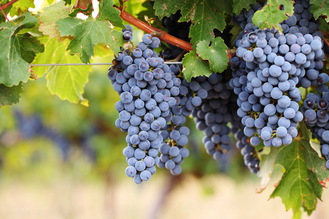 Đặc trưng của rượu vang Cabernet Sauvignon không thể bỏ qua