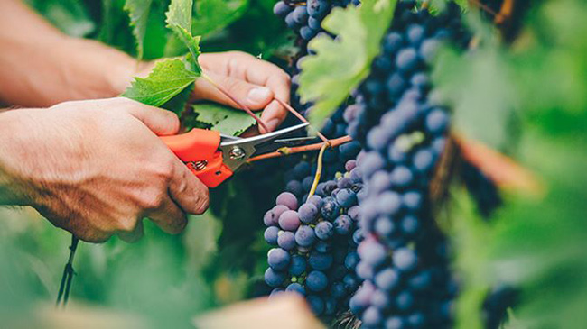 Thời điểm thu hoạch nho Cabernet Sauvignon có thể điều chỉnh hương vị của rượu