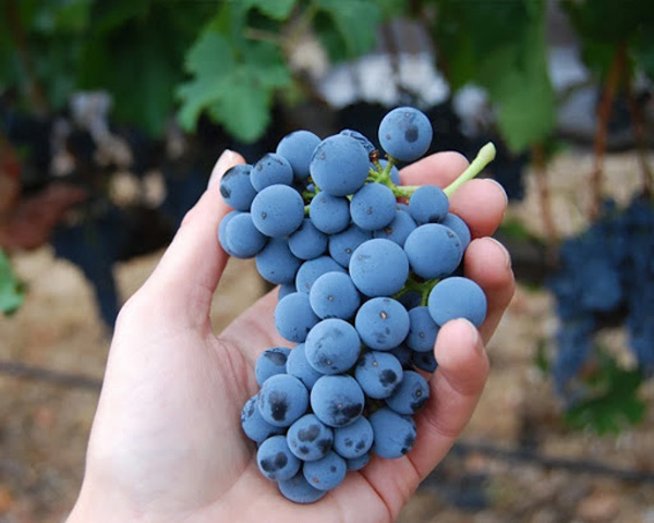 Giống nho Merlot nguyên liệu tạo nên rượu vang M