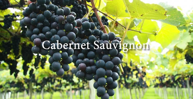 Rượu vang bịch Pháp Louis Eschenauer 3 lít và 5 lít được làm từ giống nho vua của nước Pháp Cabernet Sauvignon